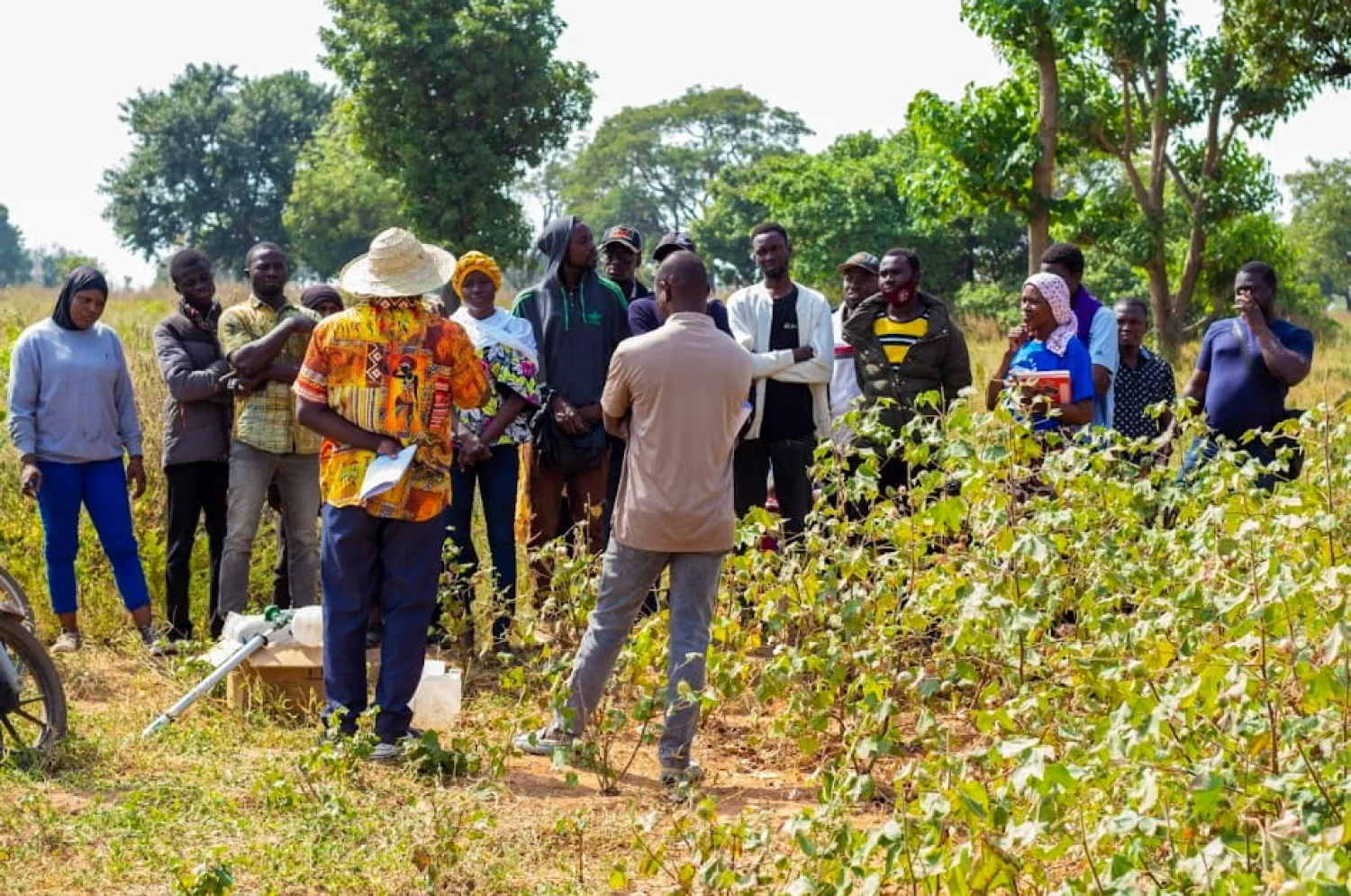 L’IRC renforce les capacités des producteurs sur les bonnes pratiques culturales du coton